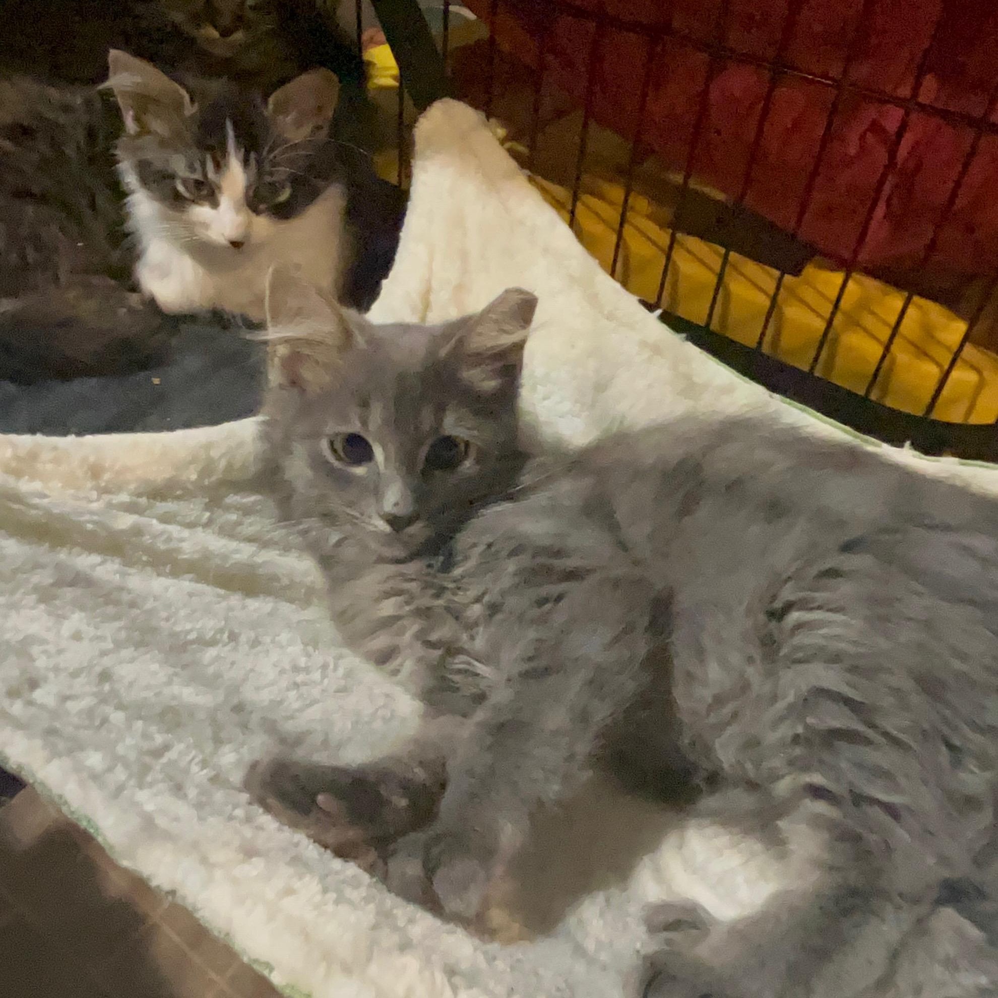 Enlarge Flapjack, a Adoptable Domestic Long Hair in Fort Oglethorpe, GA image 2/5