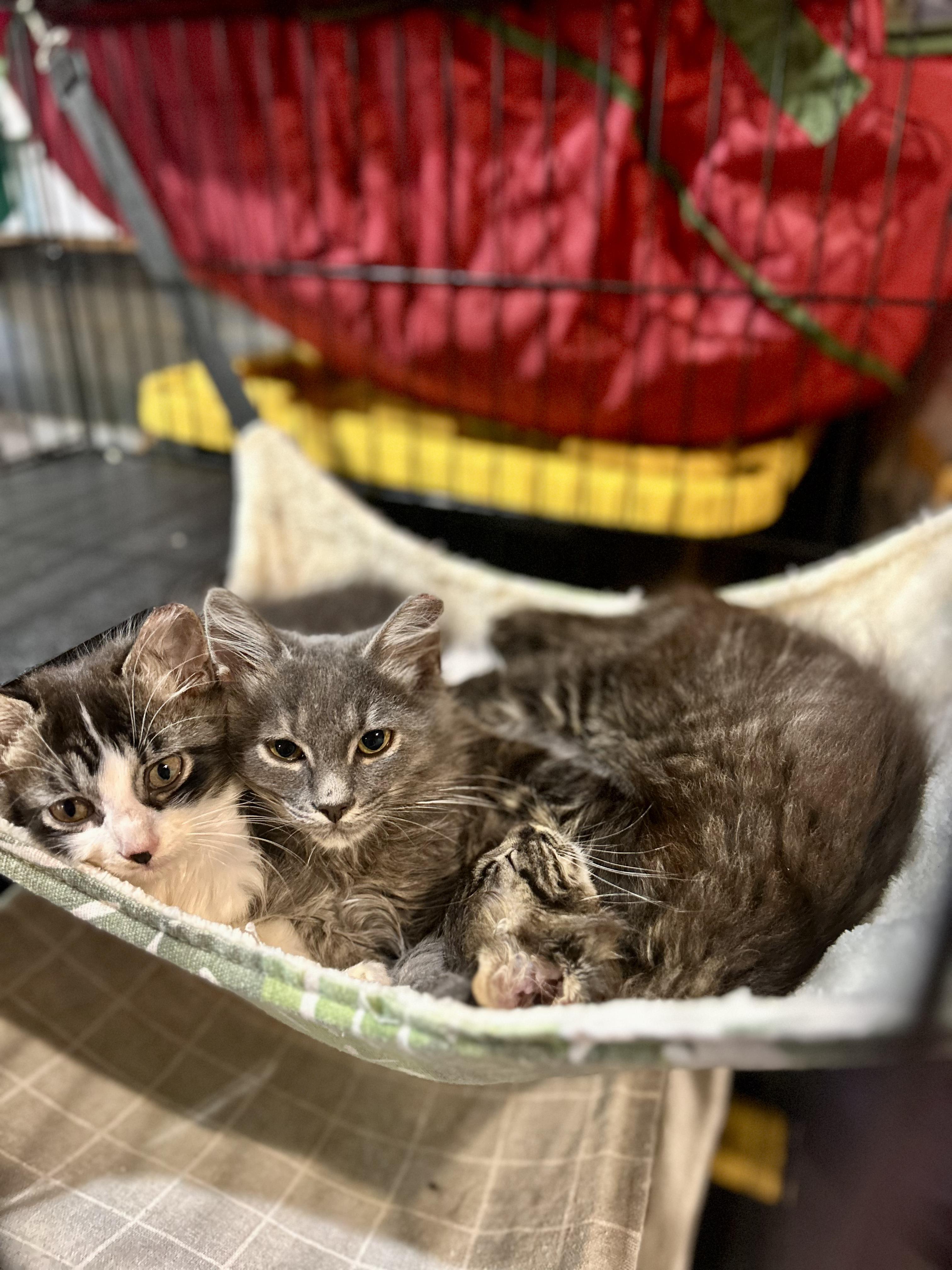 Enlarge Flapjack, a Adoptable Domestic Long Hair in Fort Oglethorpe, GA image 3/5