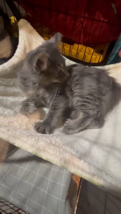 Enlarge Flapjack, a Adoptable Domestic Long Hair in Fort Oglethorpe, GA video 5/5