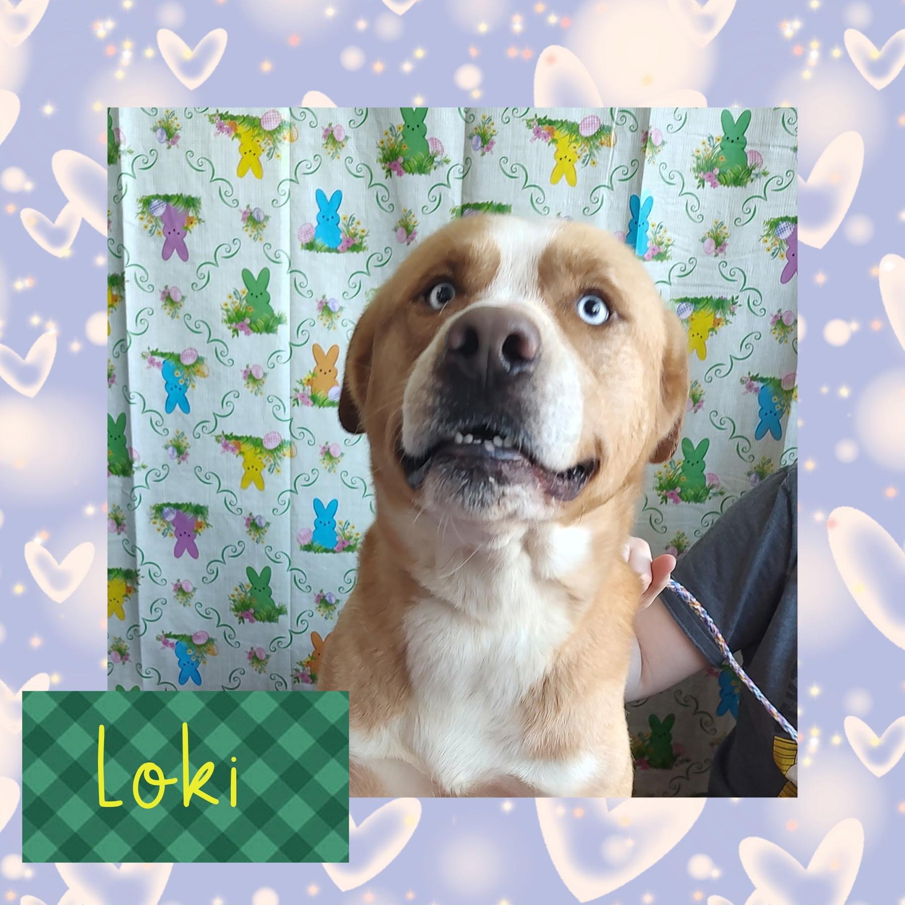 Enlarge Loki, a Adoptable mixed breed in Joliet, IL image 2/2