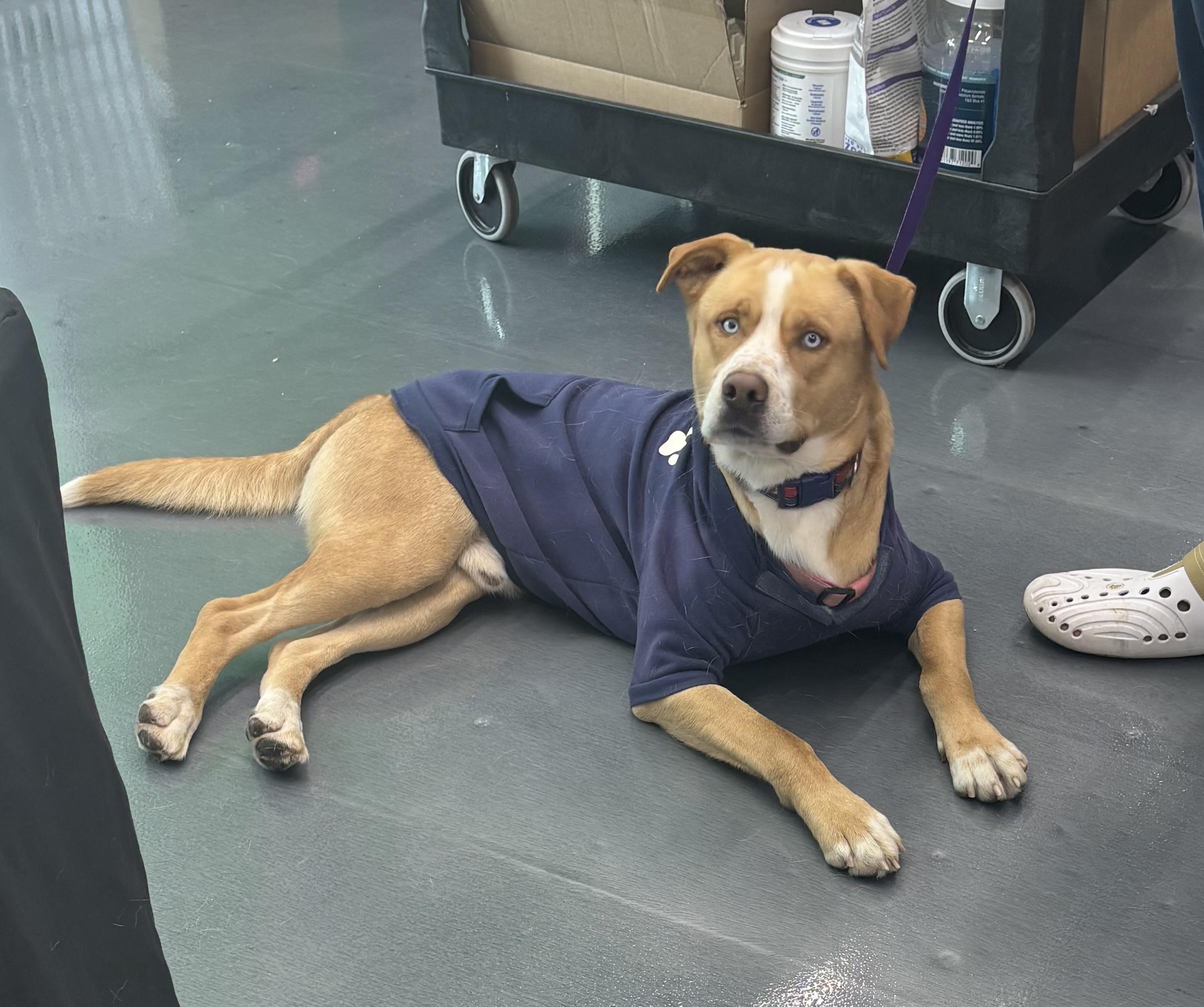 Enlarge Loki, a Adoptable mixed breed in Joliet, IL image 1/2