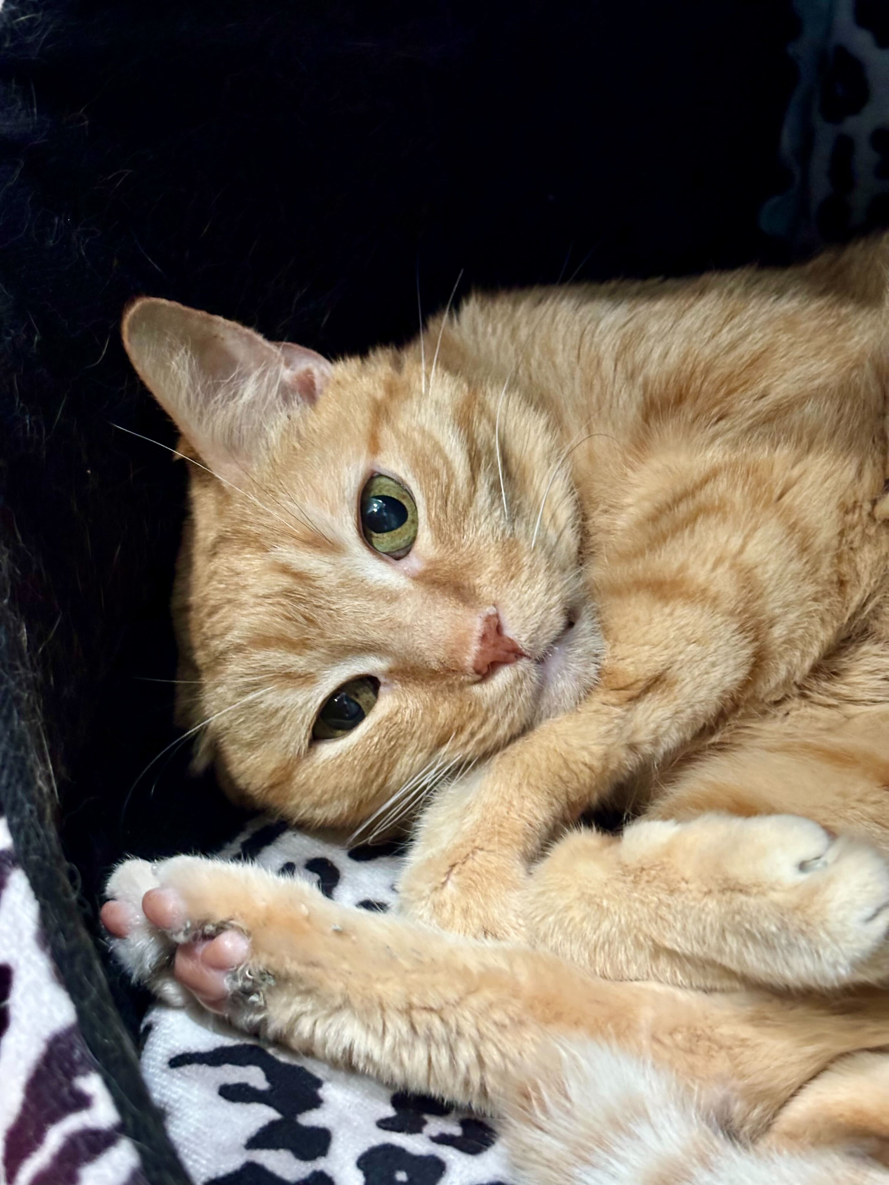 Enlarge Sundance, a Adopted Tabby in Woodstock, IL image 3/3