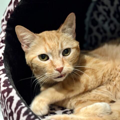 Sundance, Adopted, Senior Male Tabby.