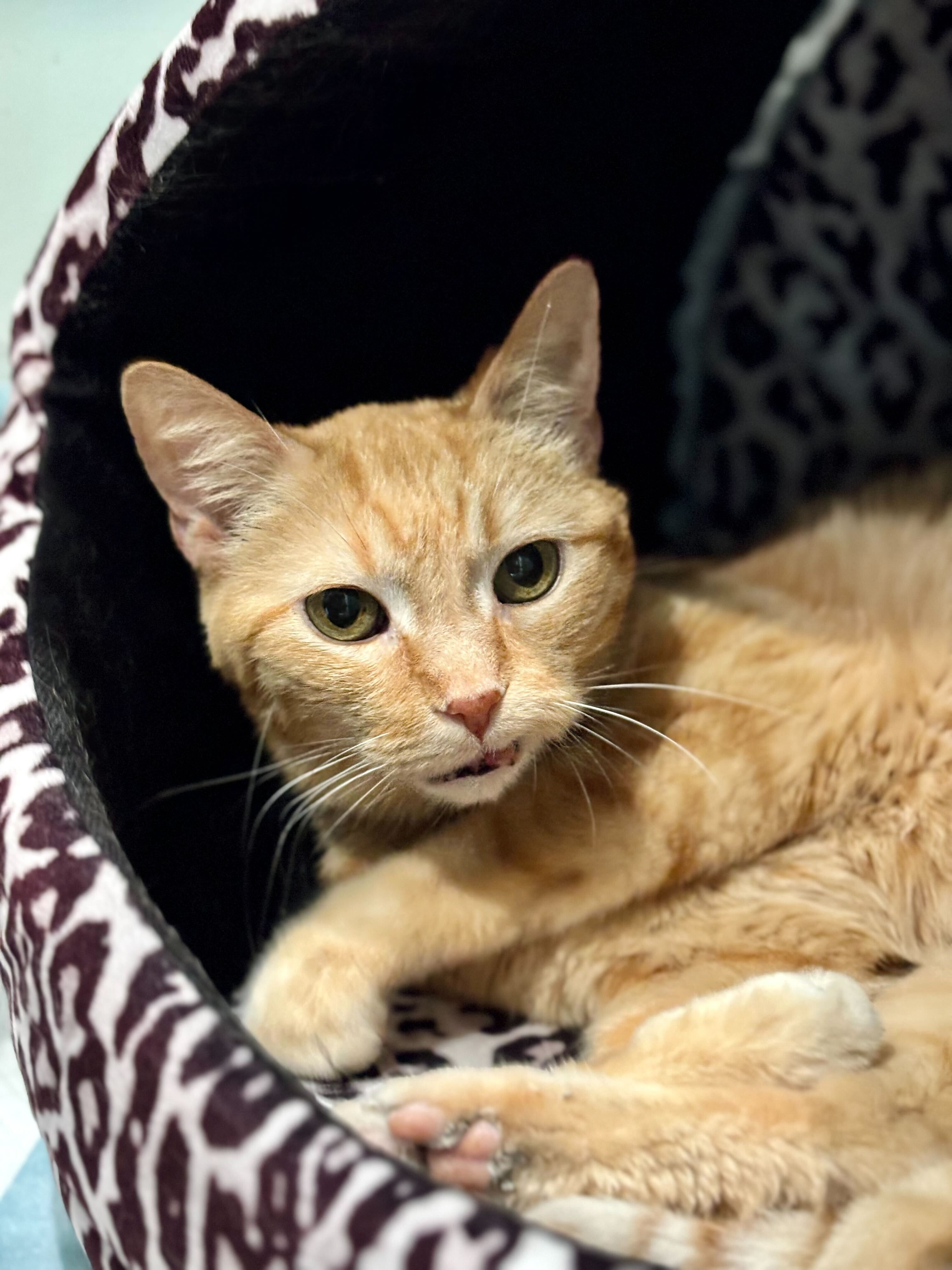 Enlarge Sundance, a Adopted Tabby in Woodstock, IL image 2/3