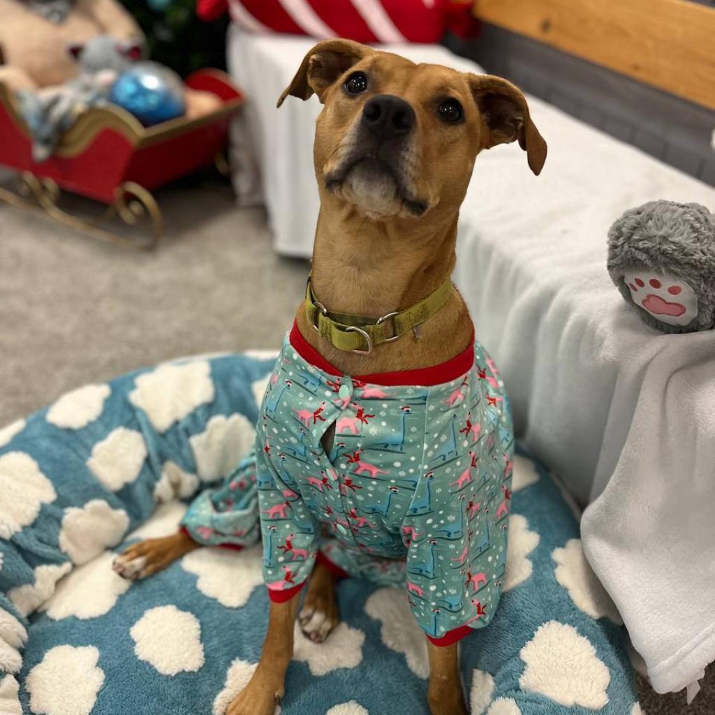 Enlarge Molly, a Adoptable Mixed Breed in Wantagh, NY image 1/6