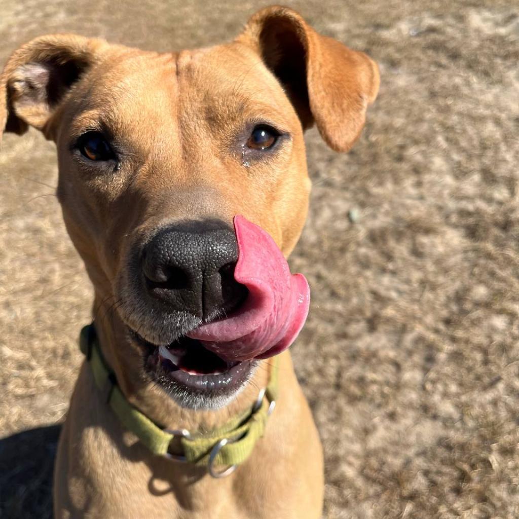 Enlarge Molly, a Adoptable Mixed Breed in Wantagh, NY image 2/6