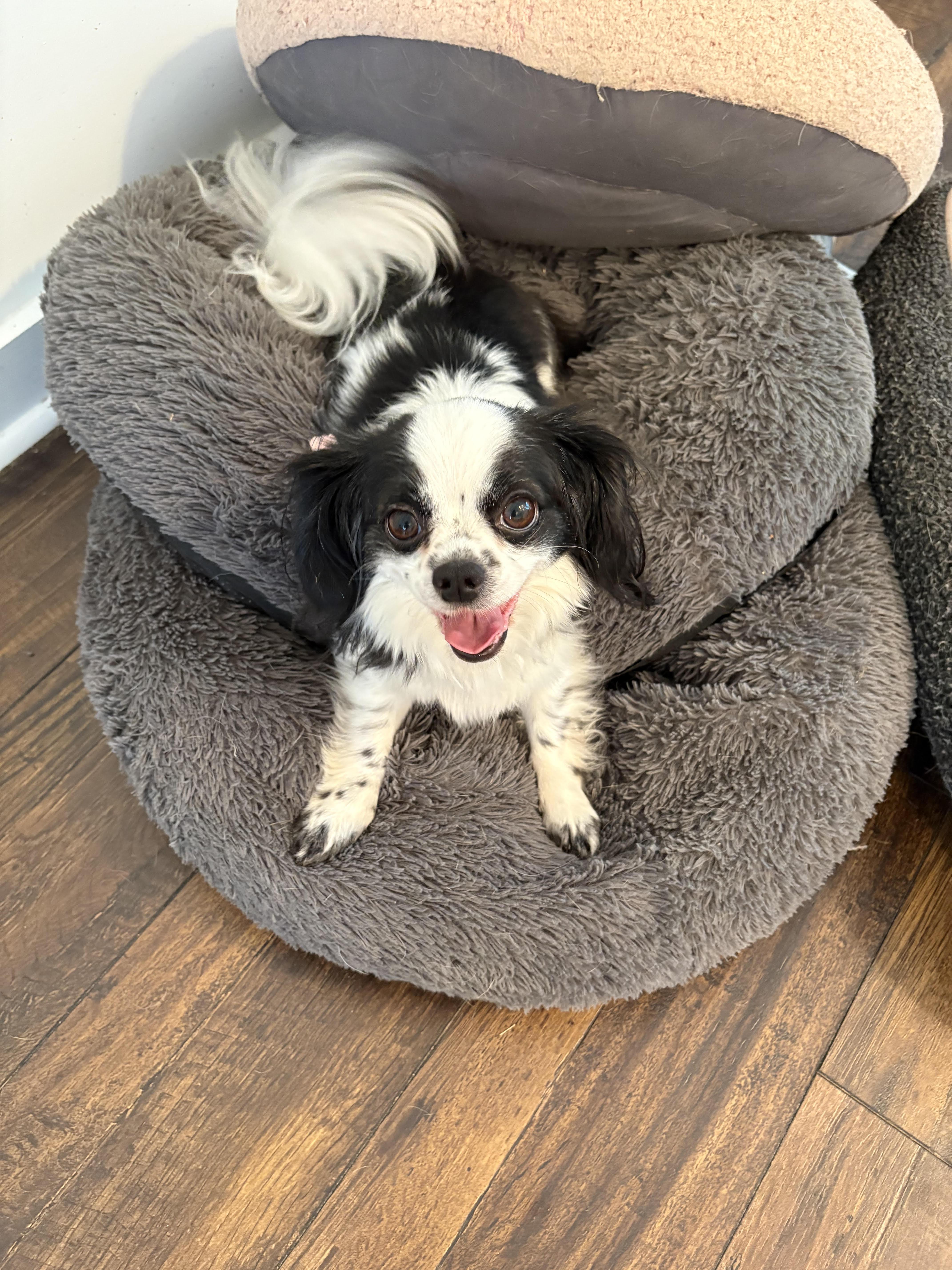 Sadie (Must be Adopted with Georgia), Adoptable, Adult Female Cavalier King Charles Spaniel.