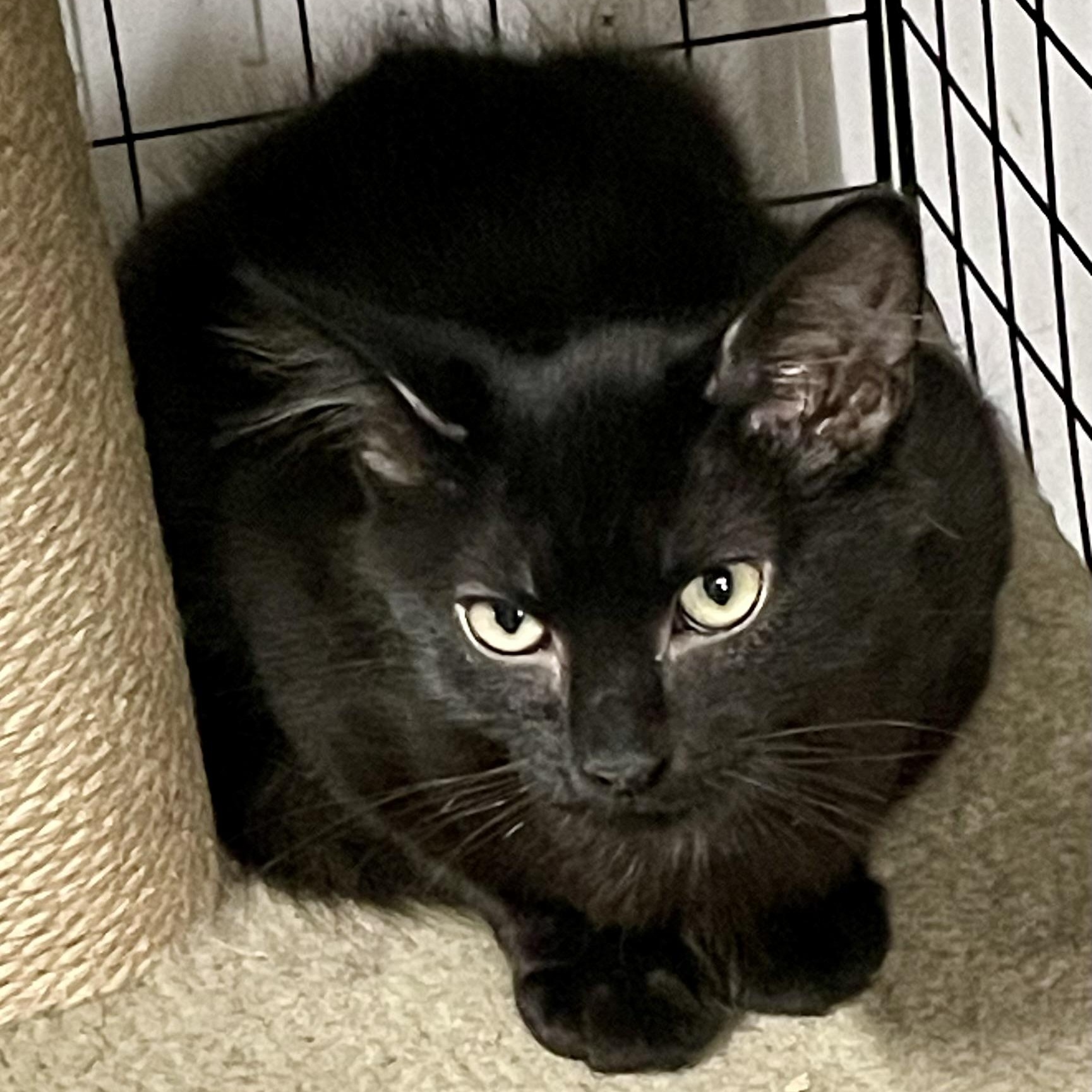 VIGO & VELVET L Domestic Short Hair Cat
