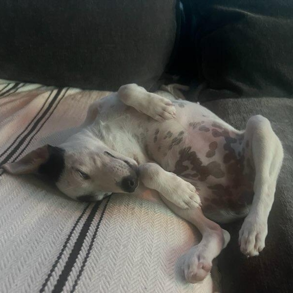 Enlarge Browoncé, a Adopted mixed breed in Dallas, TX image 5/6