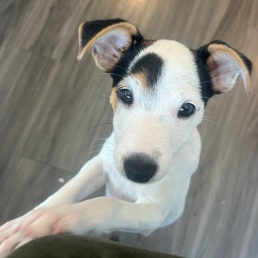 Browoncé, Adopted, Puppy Female Jack Russell Terrier.