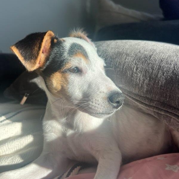 Enlarge Browoncé, a Adopted mixed breed in Dallas, TX image 2/6