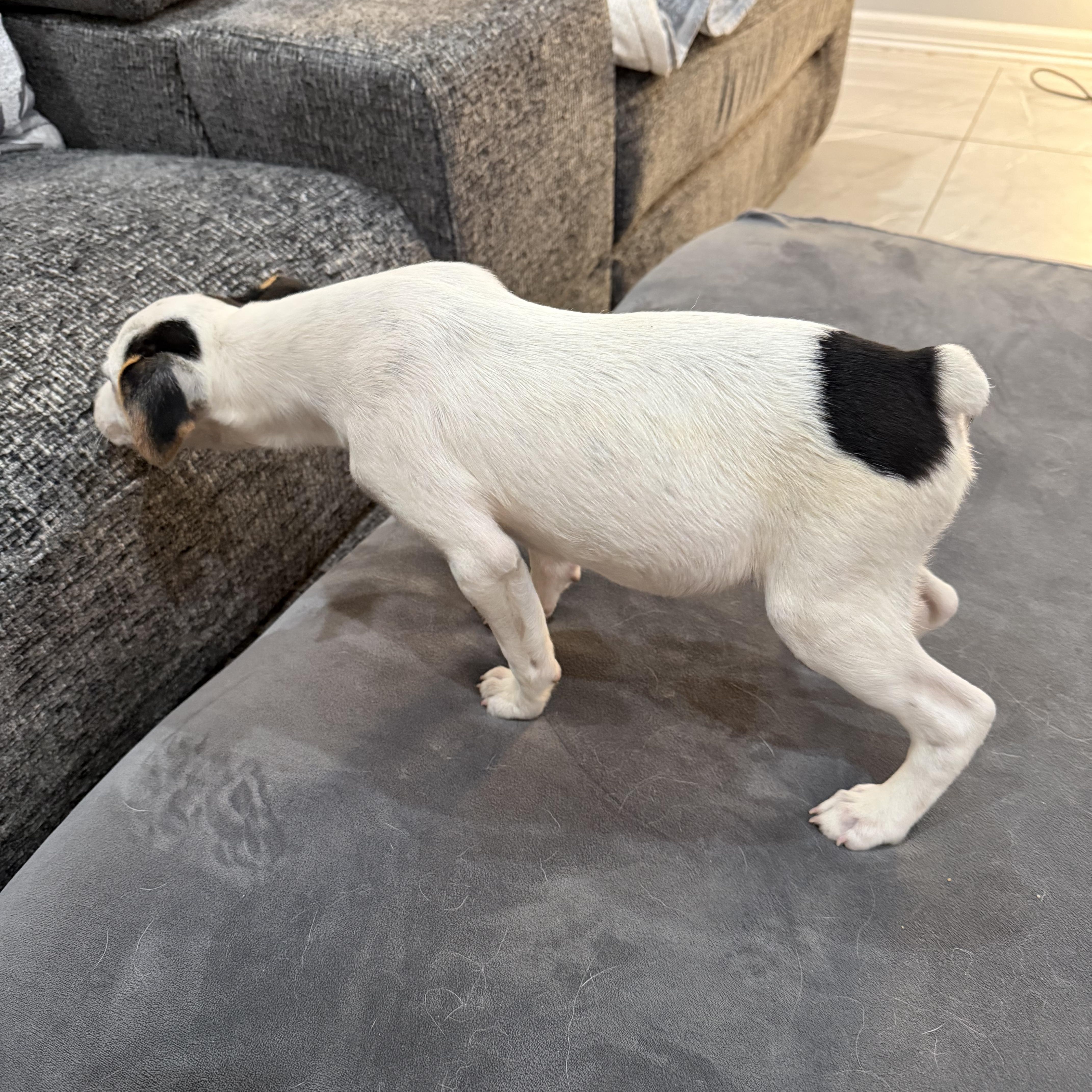 Enlarge Browoncé, a Adopted mixed breed in Dallas, TX image 4/6