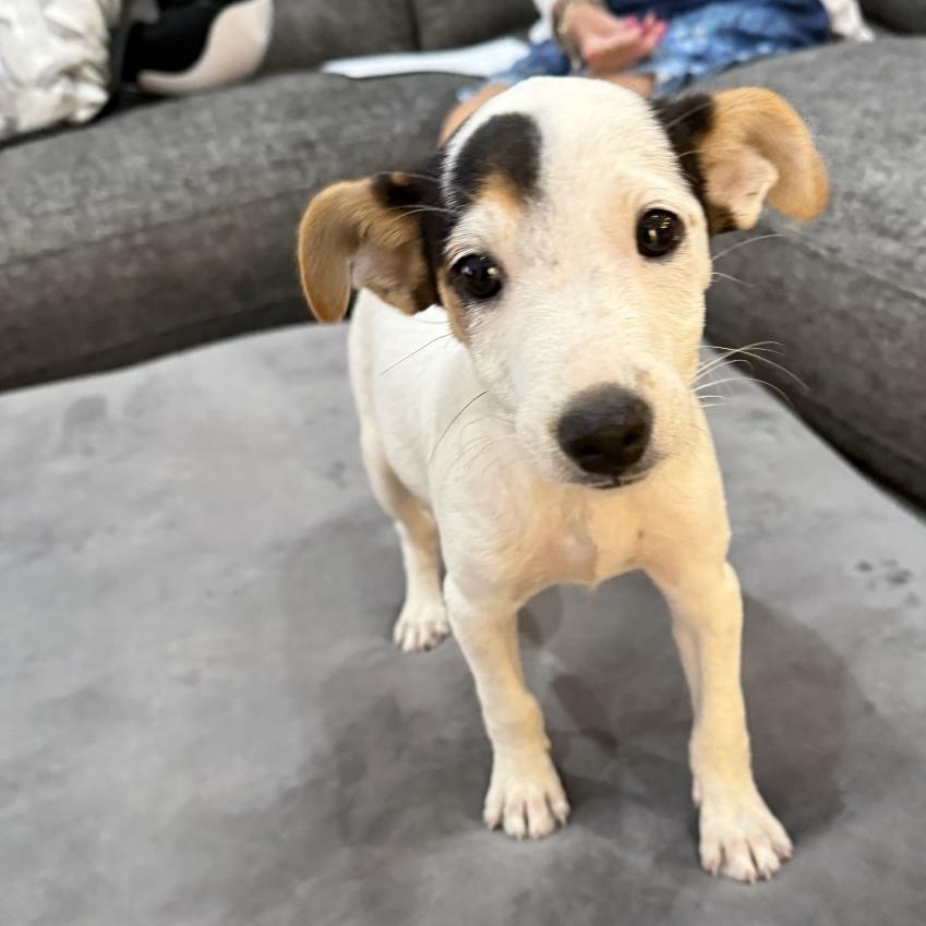 Enlarge Browoncé, a Adopted mixed breed in Dallas, TX image 6/6