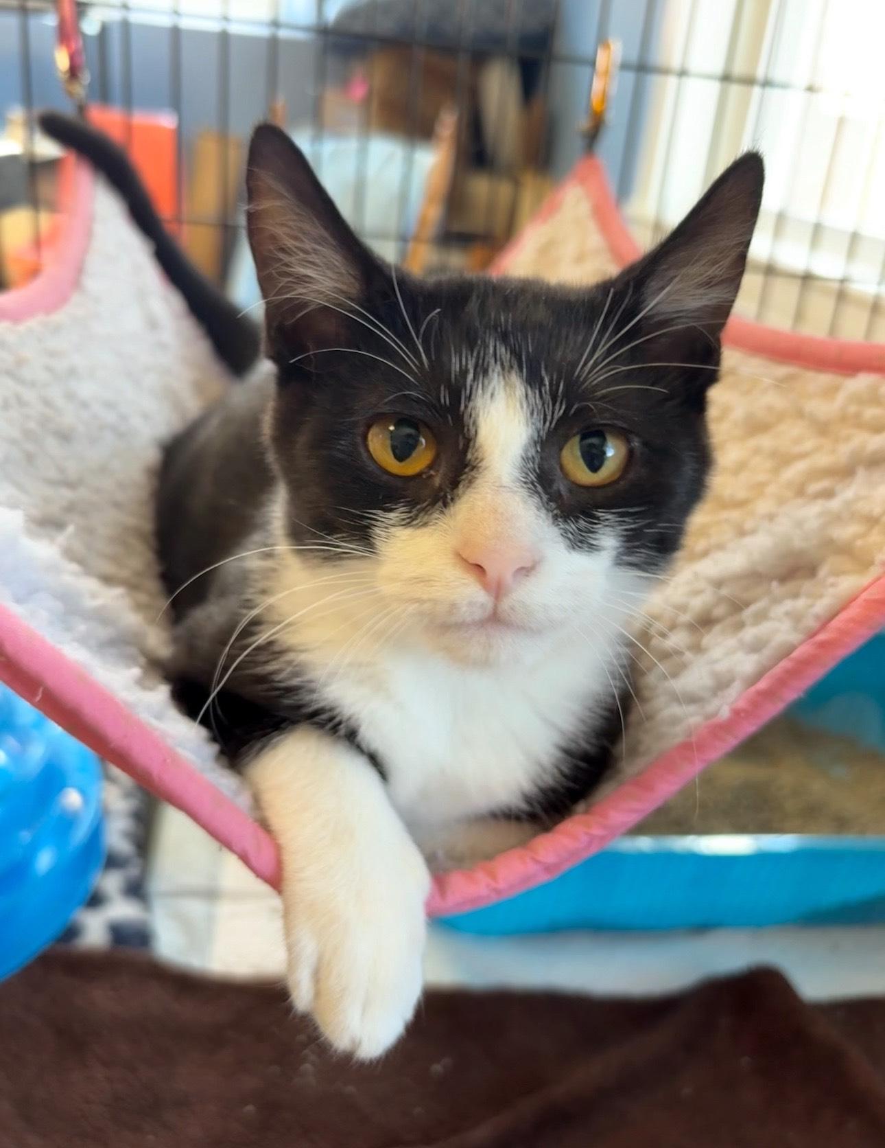 Q, Adoptable, Kitten Male Tuxedo.