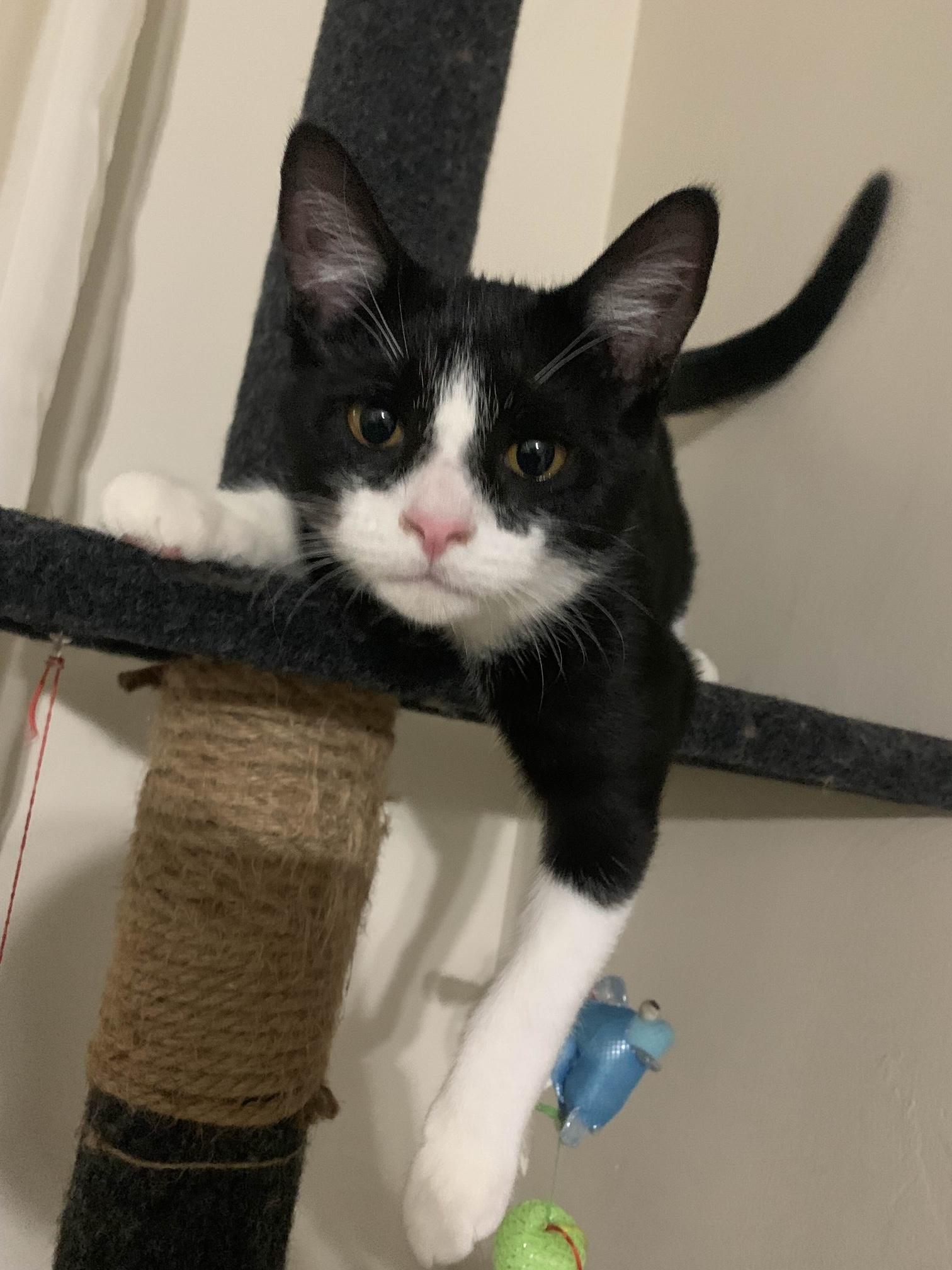 Q, a Adoptable Tuxedo in Oberlin, OH image 2/6