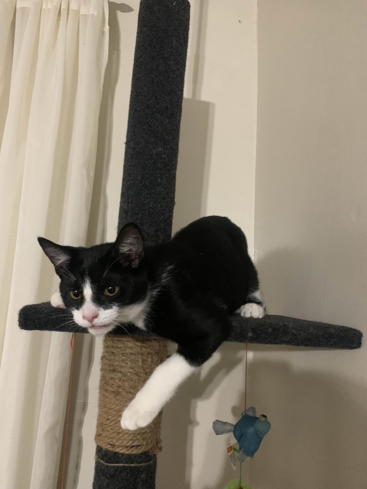 Q, a Adoptable Tuxedo in Oberlin, OH image 3/6