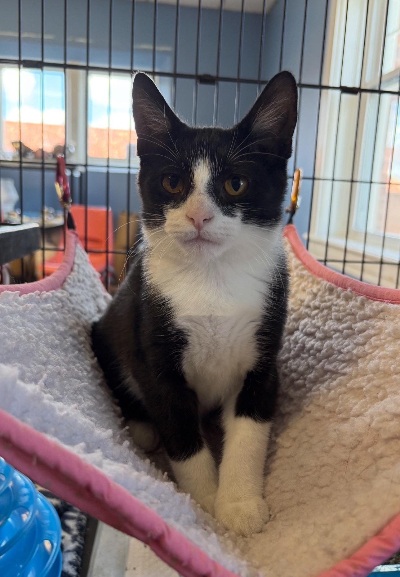 Q, a Adoptable Tuxedo in Oberlin, OH image 5/6