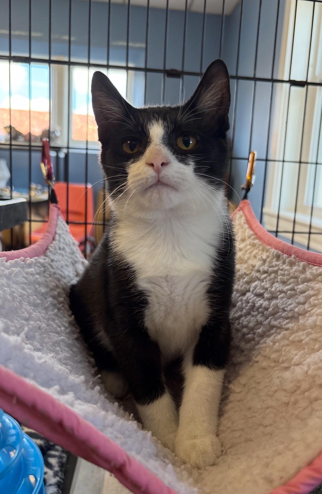 Q, a Adoptable Tuxedo in Oberlin, OH image 6/6
