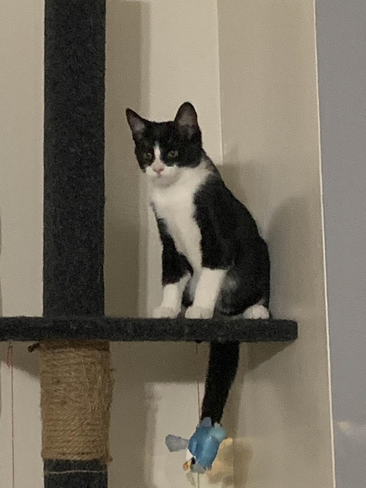 Q, a Adoptable Tuxedo in Oberlin, OH image 4/6