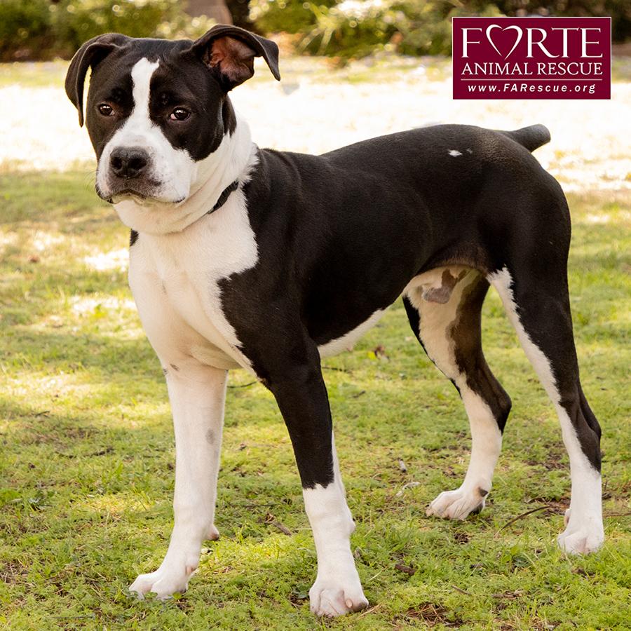 Little Boy, a Adoptable mixed breed in Marina Del Rey, CA image 3/6