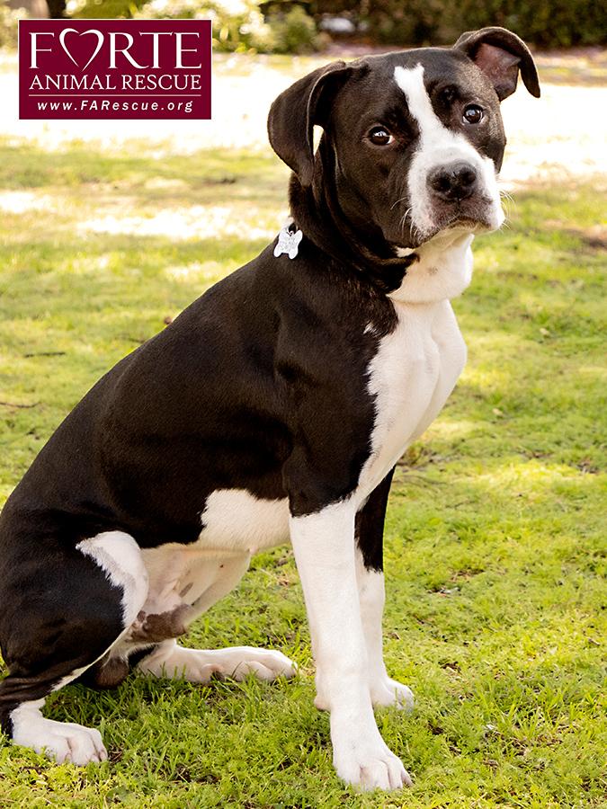 Little Boy, a Adoptable mixed breed in Marina Del Rey, CA image 2/6
