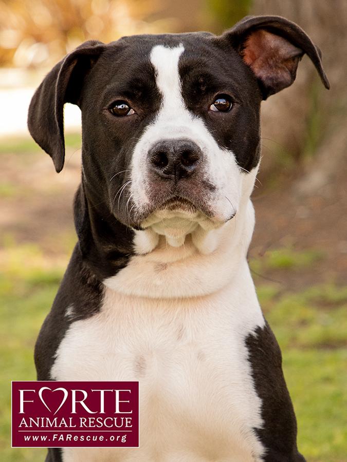 Little Boy, Adoptable, Puppy Male Boston Terrier & American Staffordshire Terrier.