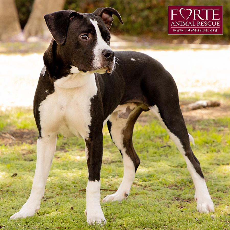 Little Boy, a Adoptable mixed breed in Marina Del Rey, CA image 6/6