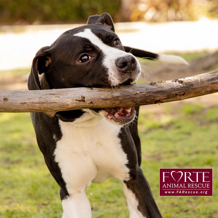 Little Boy, a Adoptable mixed breed in Marina Del Rey, CA image 4/6