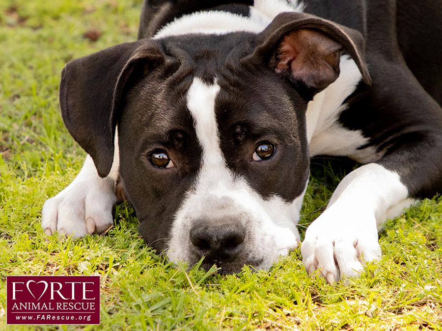 Little Boy, a Adoptable mixed breed in Marina Del Rey, CA image 5/6