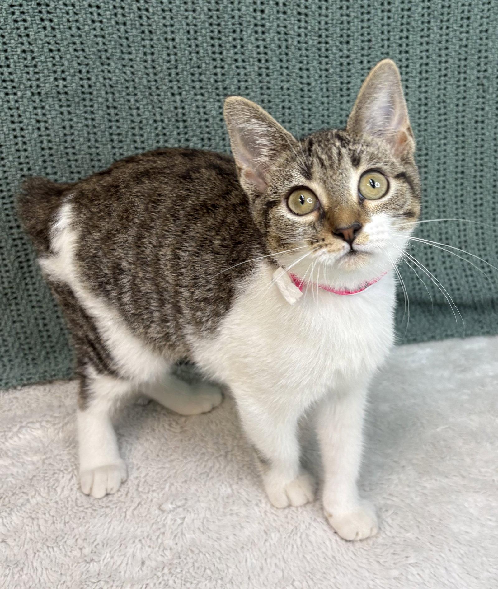261352  Ladybug, ADOPTABLE, Kitten • Female, Domestic Short Hair & American Bobtail.