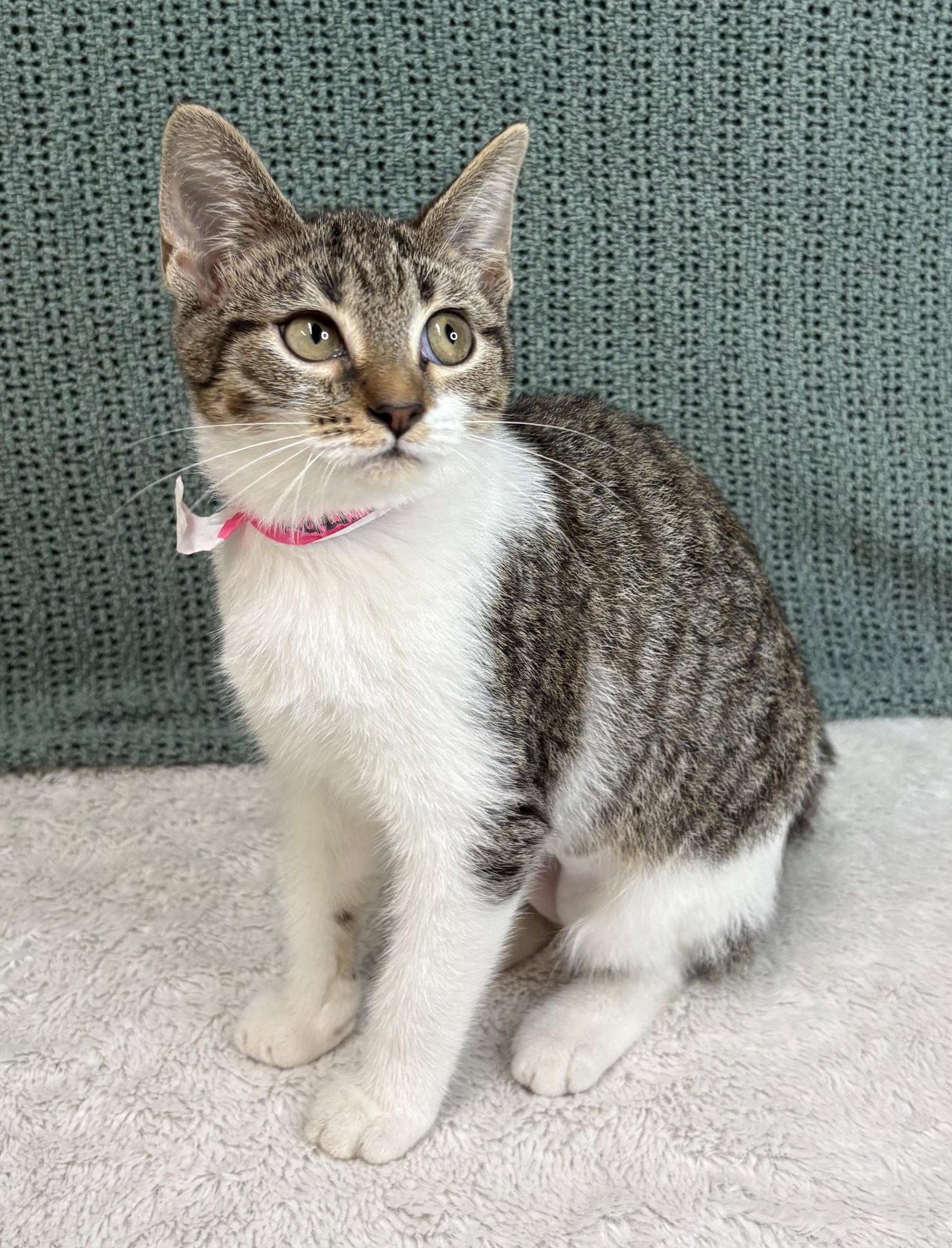 Enlarge 261352  Ladybug, a Adoptable mixed breed in Wetumpka, AL image 2/3