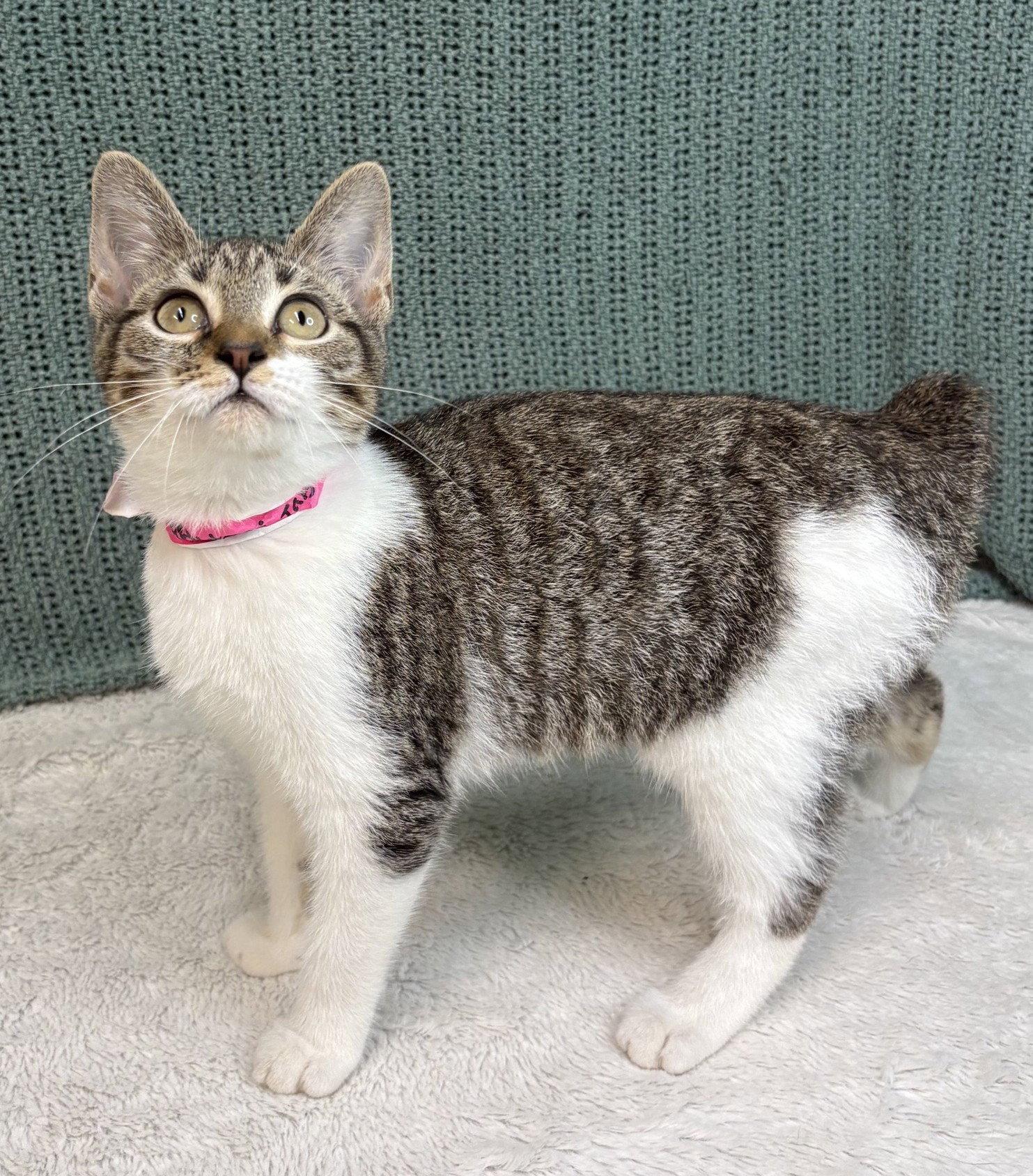 Enlarge 261352  Ladybug, a Adoptable mixed breed in Wetumpka, AL image 3/3