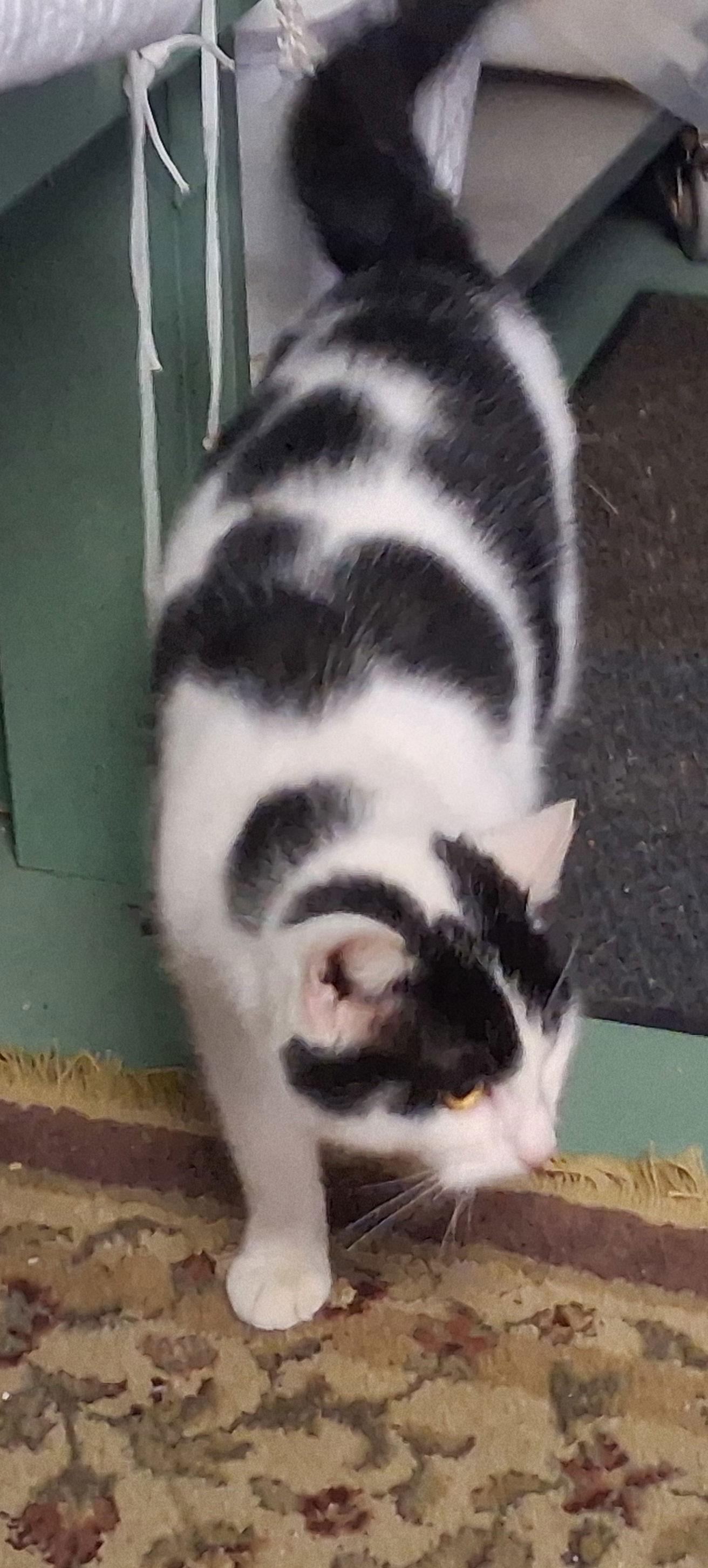 Pongo, Adoptable, Young Male Domestic Short Hair.