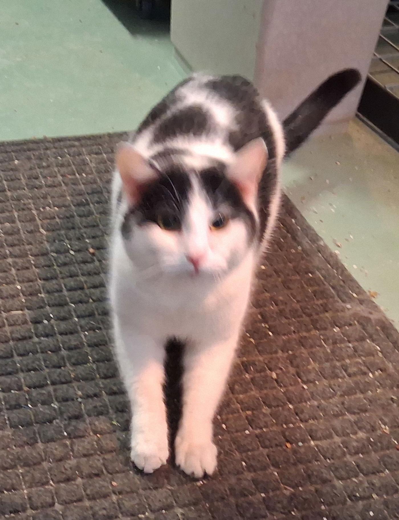 Enlarge Pongo, a Adoptable Domestic Short Hair in Mcconnelsville, OH image 2/3