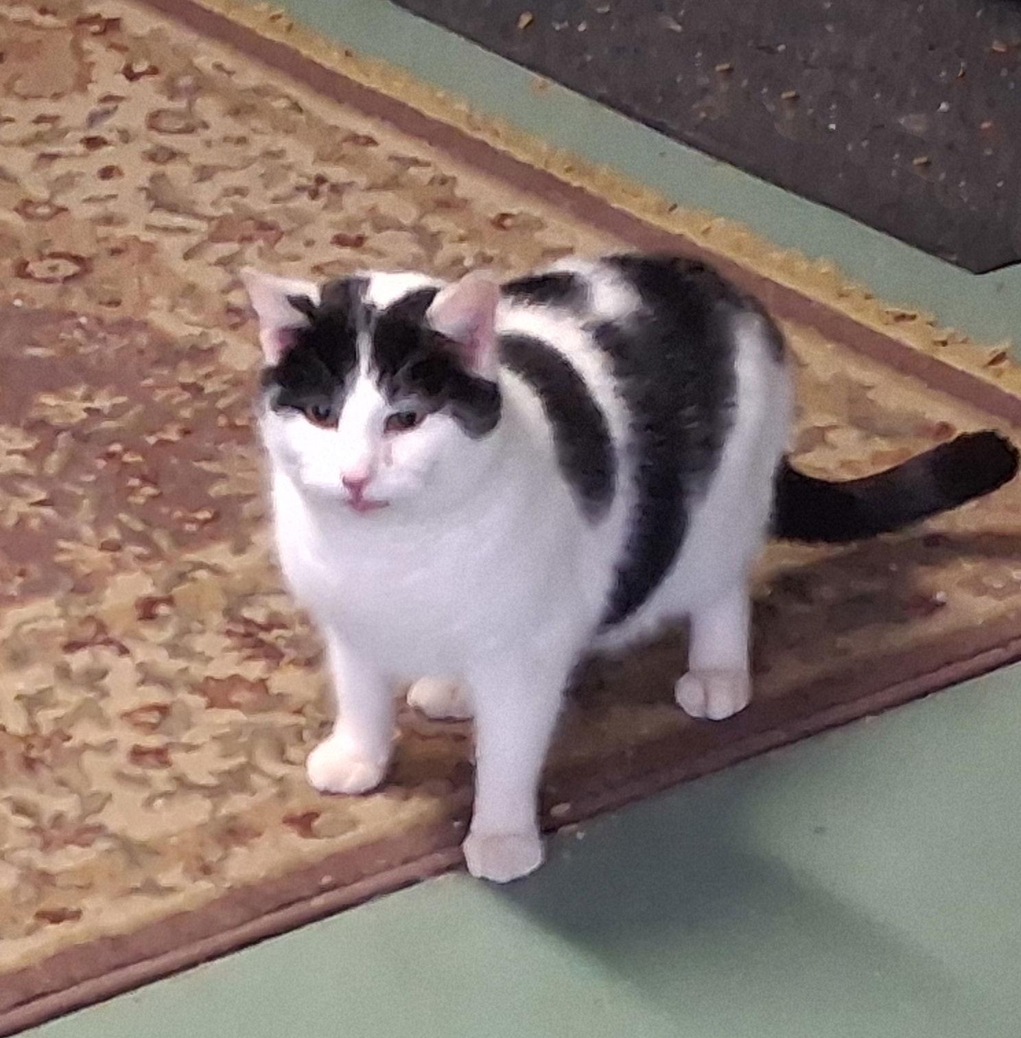 Enlarge Pongo, a Adoptable Domestic Short Hair in Mcconnelsville, OH image 3/3