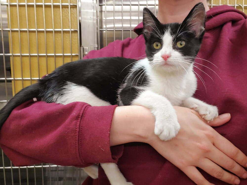 Enlarge Mouse, a Adoptable Domestic Short Hair in Covington, LA image 1/1