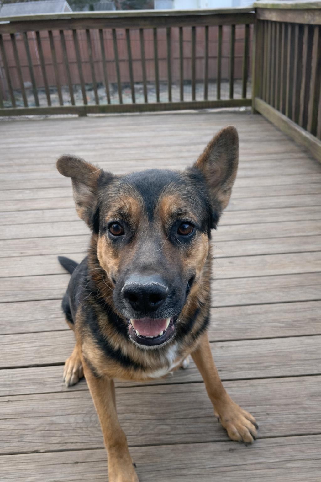 Enlarge Benny Blue, a Adoptable mixed breed in Peekskill, NY image 1/7