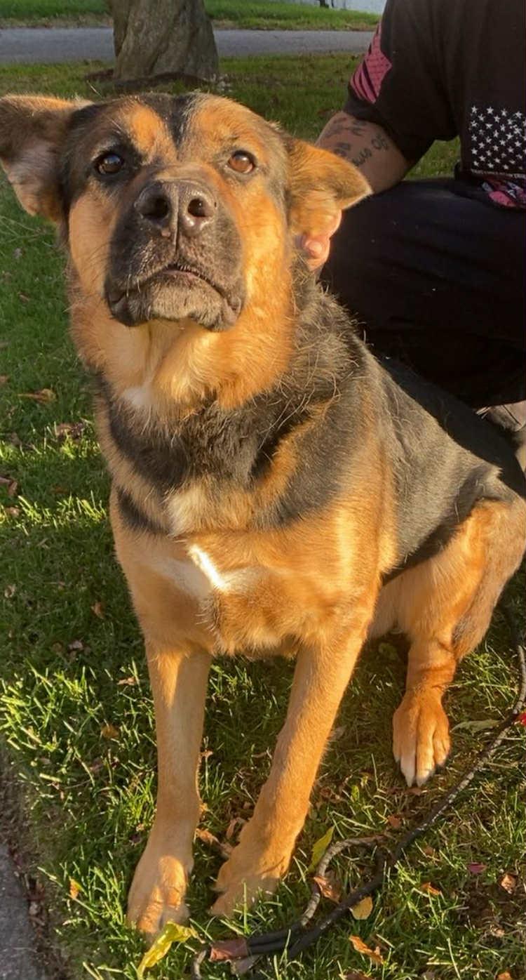 Enlarge Benny Blue, a Adoptable mixed breed in Peekskill, NY image 2/5