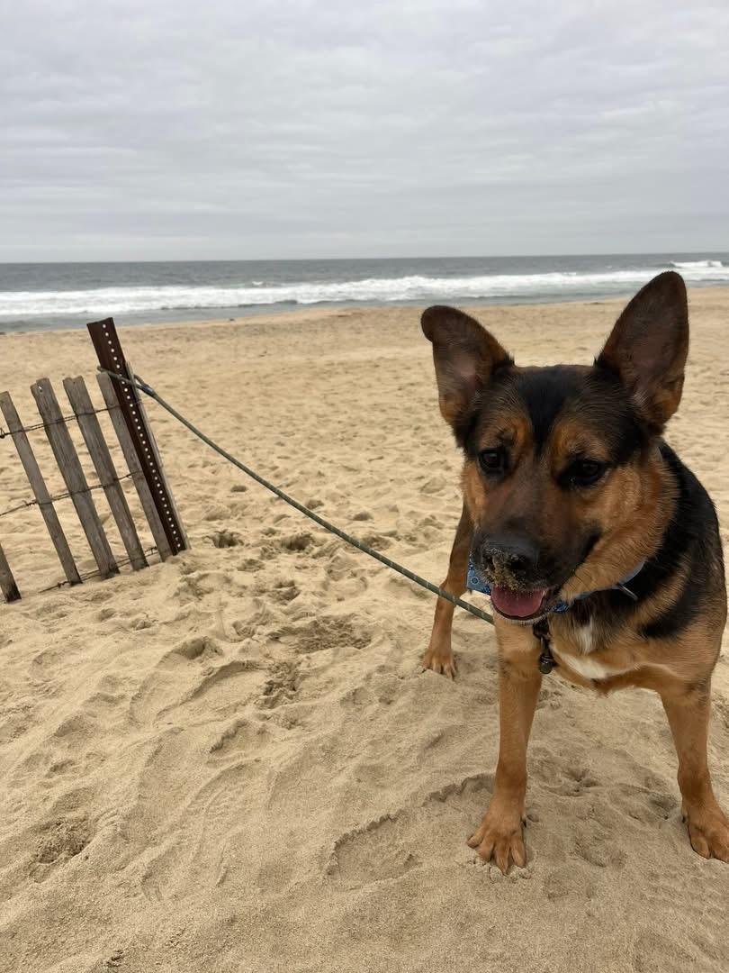 Benny Blue, adoptable, Adult Male German Shepherd Dog & Border Collie.