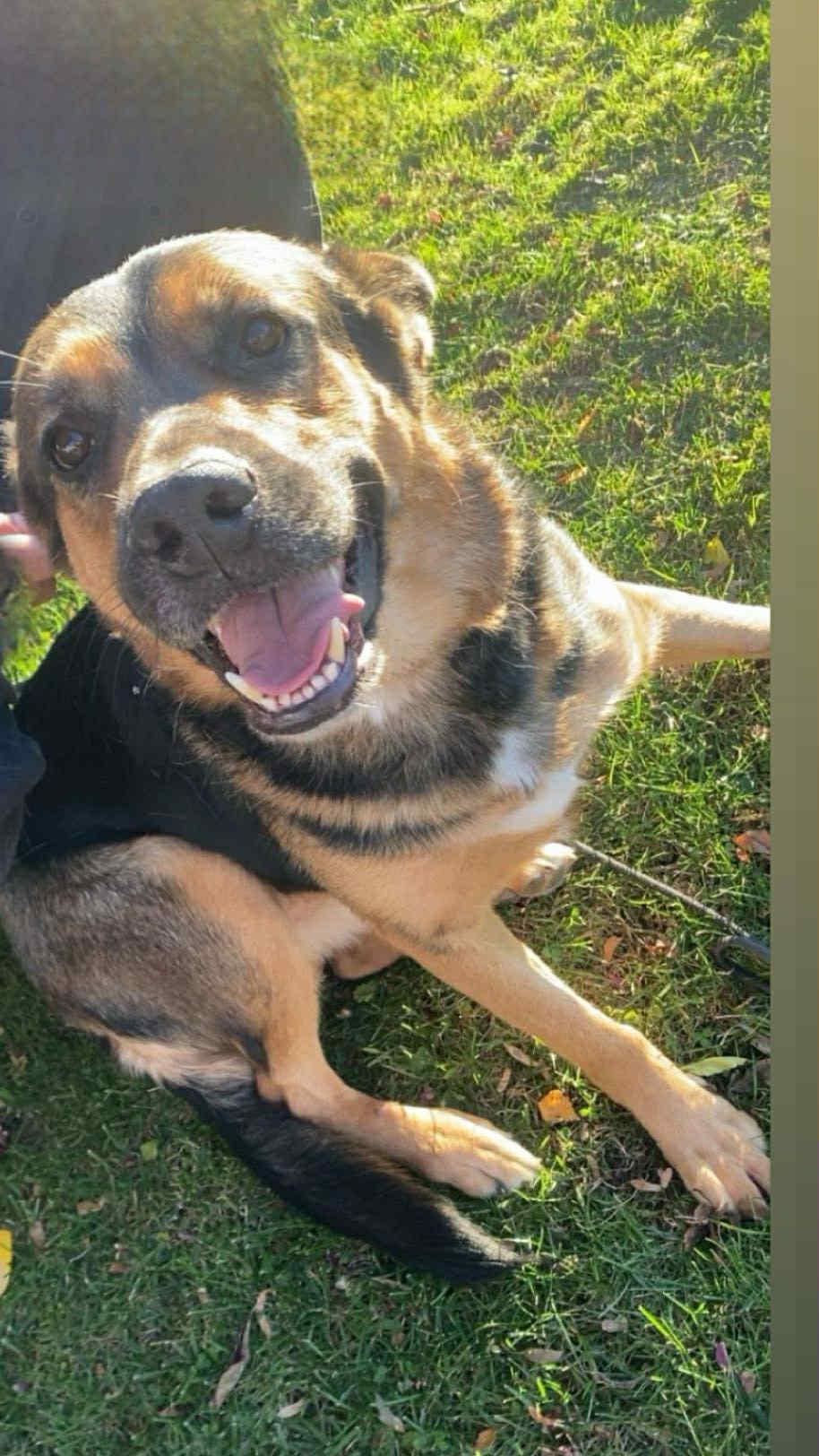 Enlarge Benny Blue, a Adoptable mixed breed in Peekskill, NY image 1/5