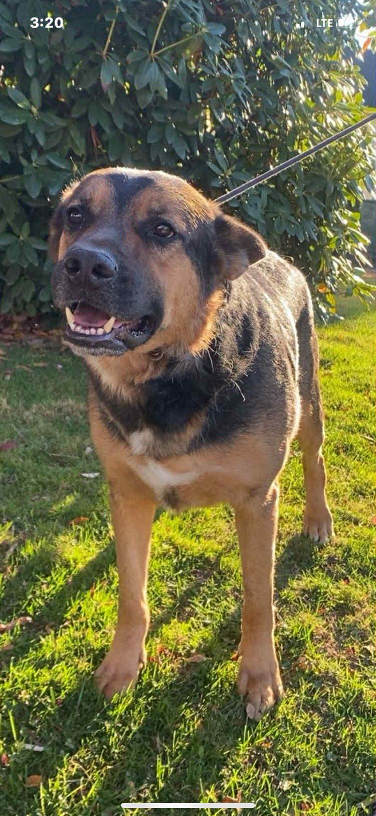 Enlarge Benny Blue, a Adoptable mixed breed in Peekskill, NY image 5/5