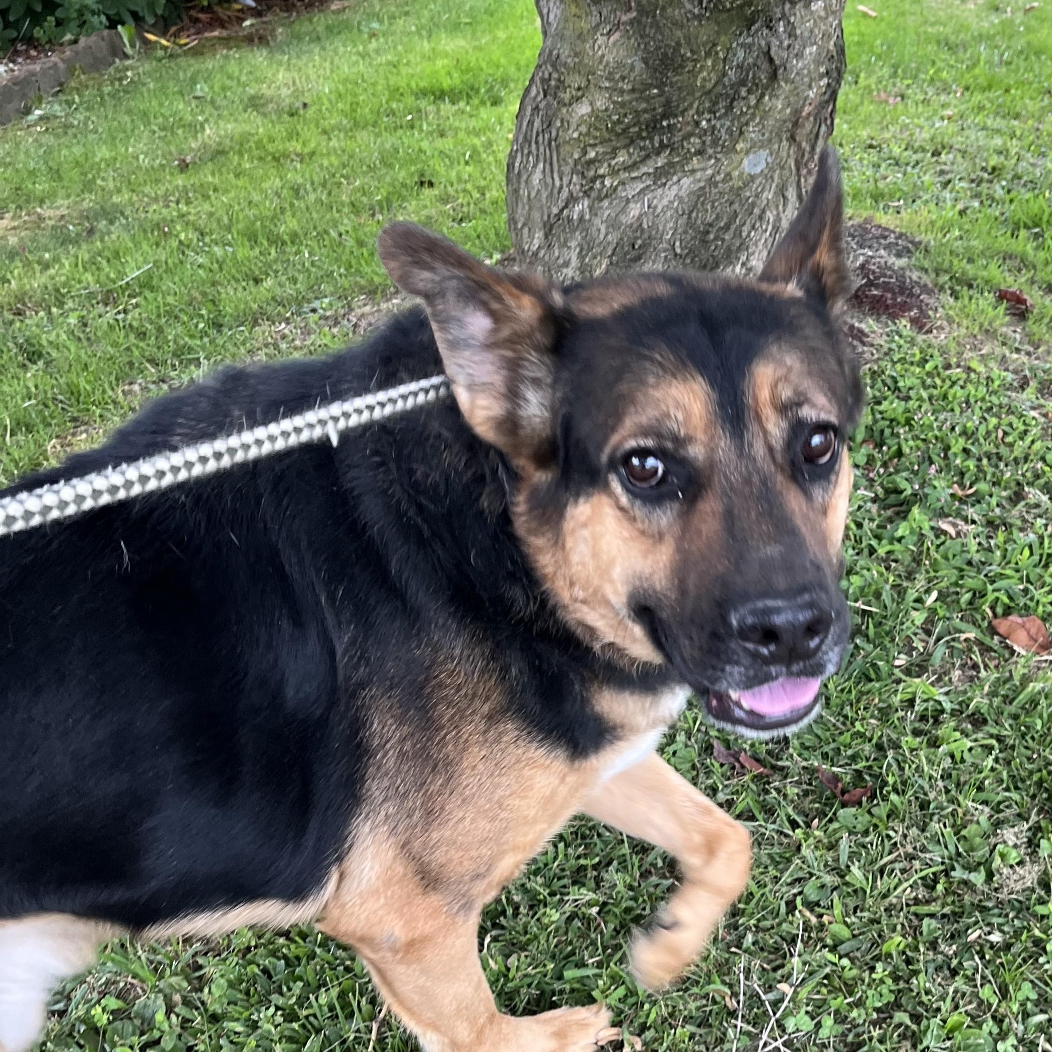 Enlarge Benny Blue, a Adoptable mixed breed in Peekskill, NY image 4/5