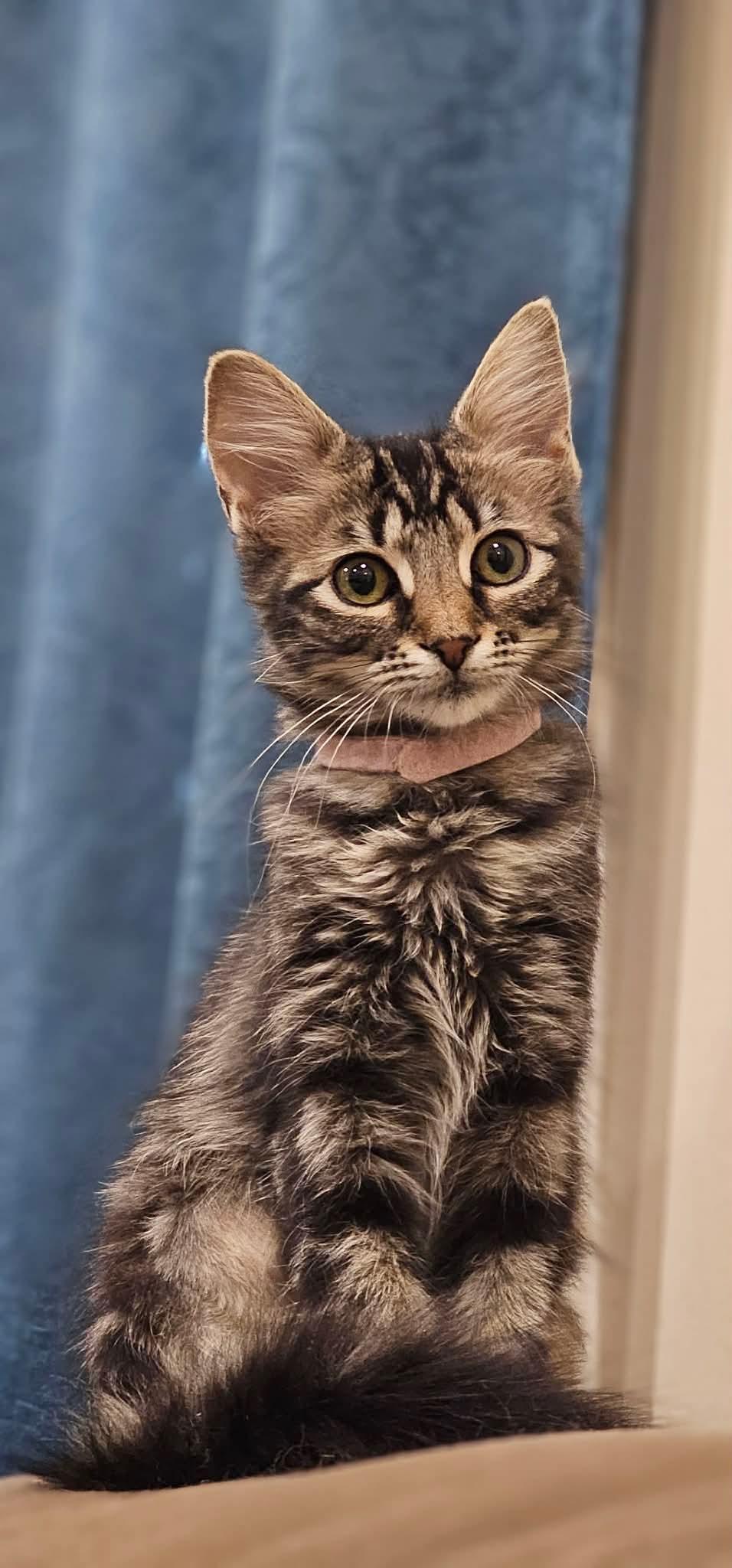 Bugs (Nicole-fostered in TN), a Adoptable mixed breed in Brooklyn, CT image 3/5
