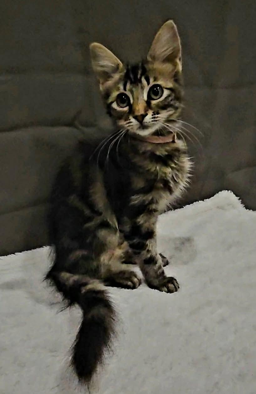 Bugs (Nicole-fostered in TN), a Adoptable mixed breed in Brooklyn, CT image 5/5