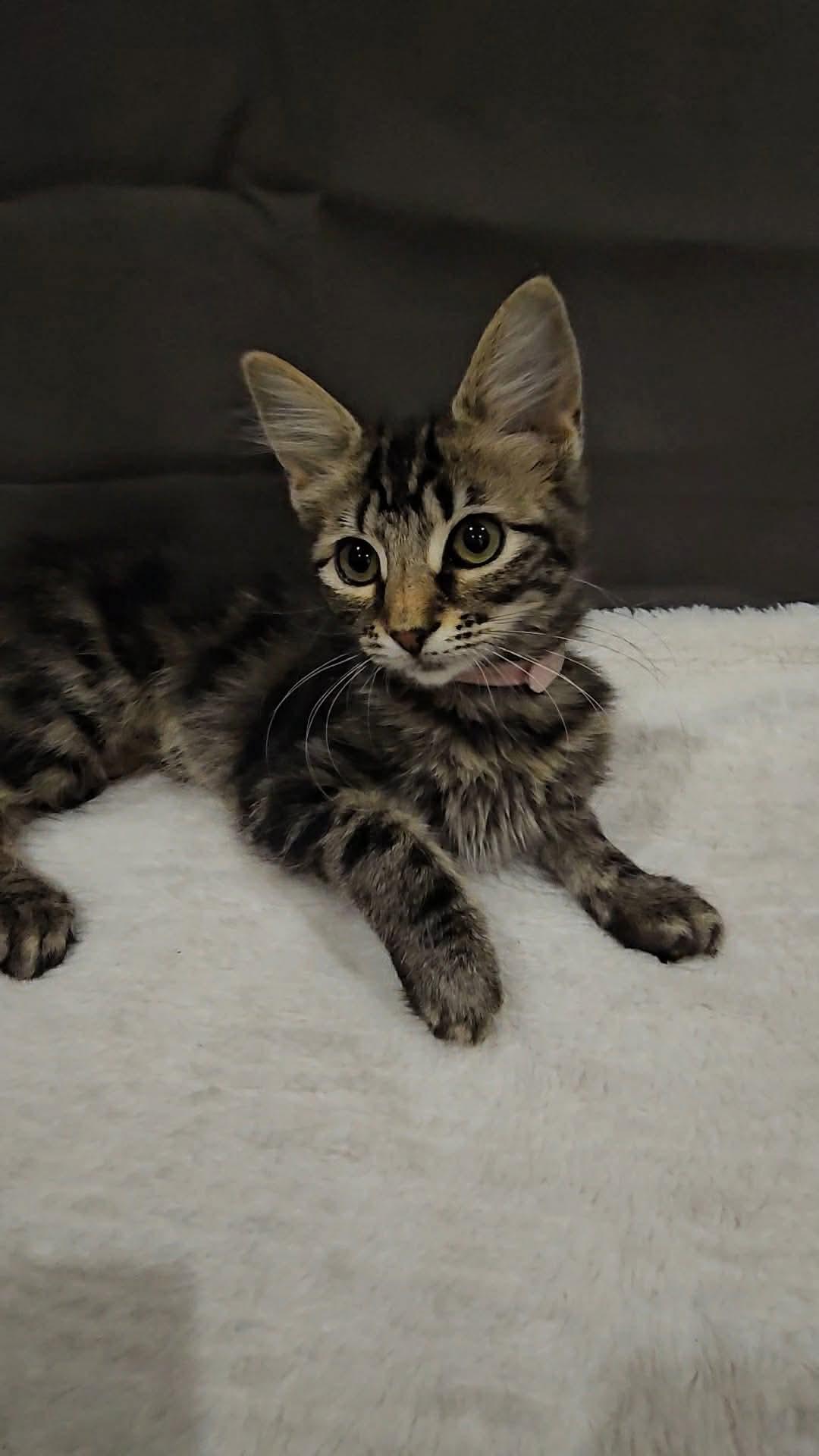 Bugs (Nicole-fostered in TN), a Adoptable mixed breed in Brooklyn, CT image 4/5