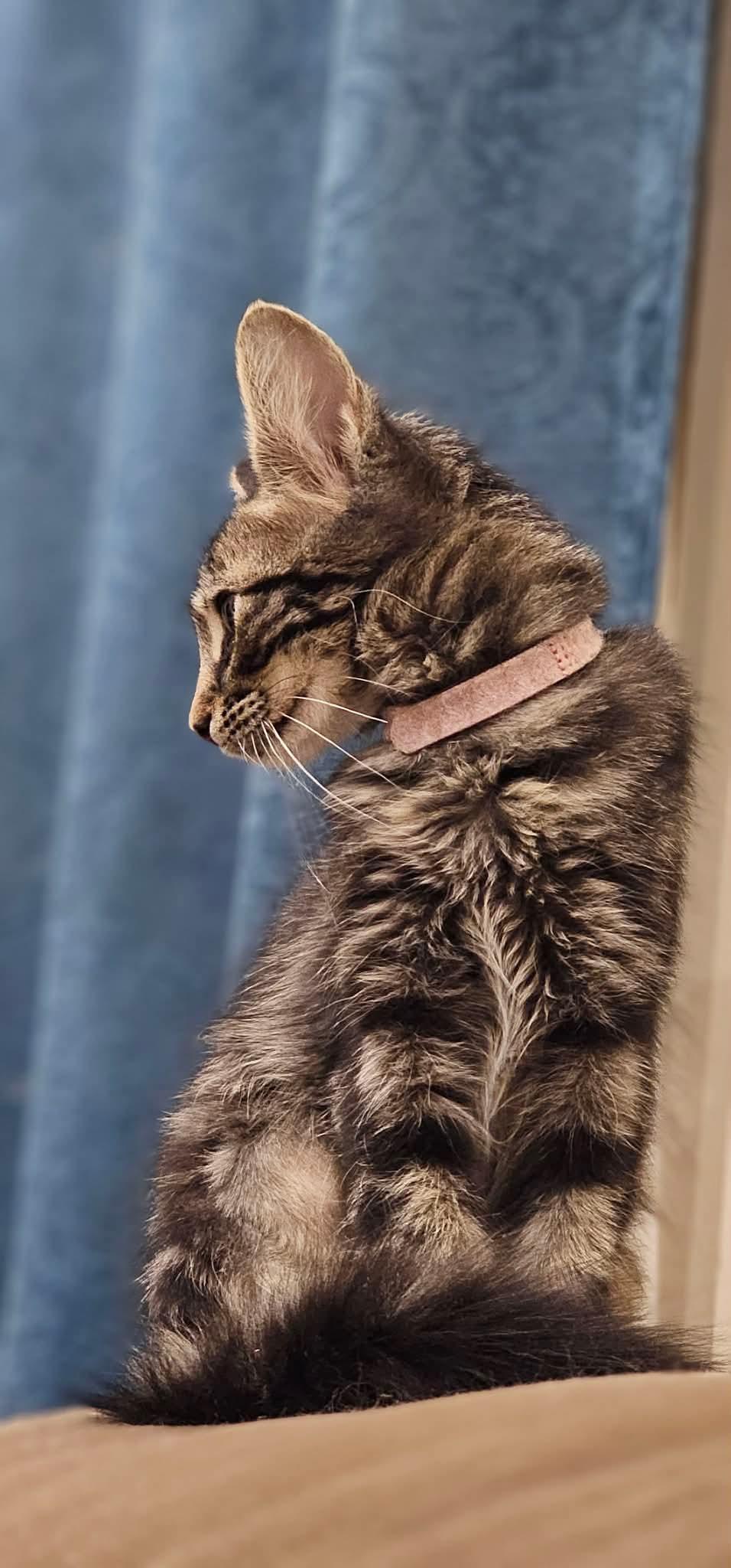 Bugs (Nicole-fostered in TN), a Adoptable mixed breed in Brooklyn, CT image 2/5