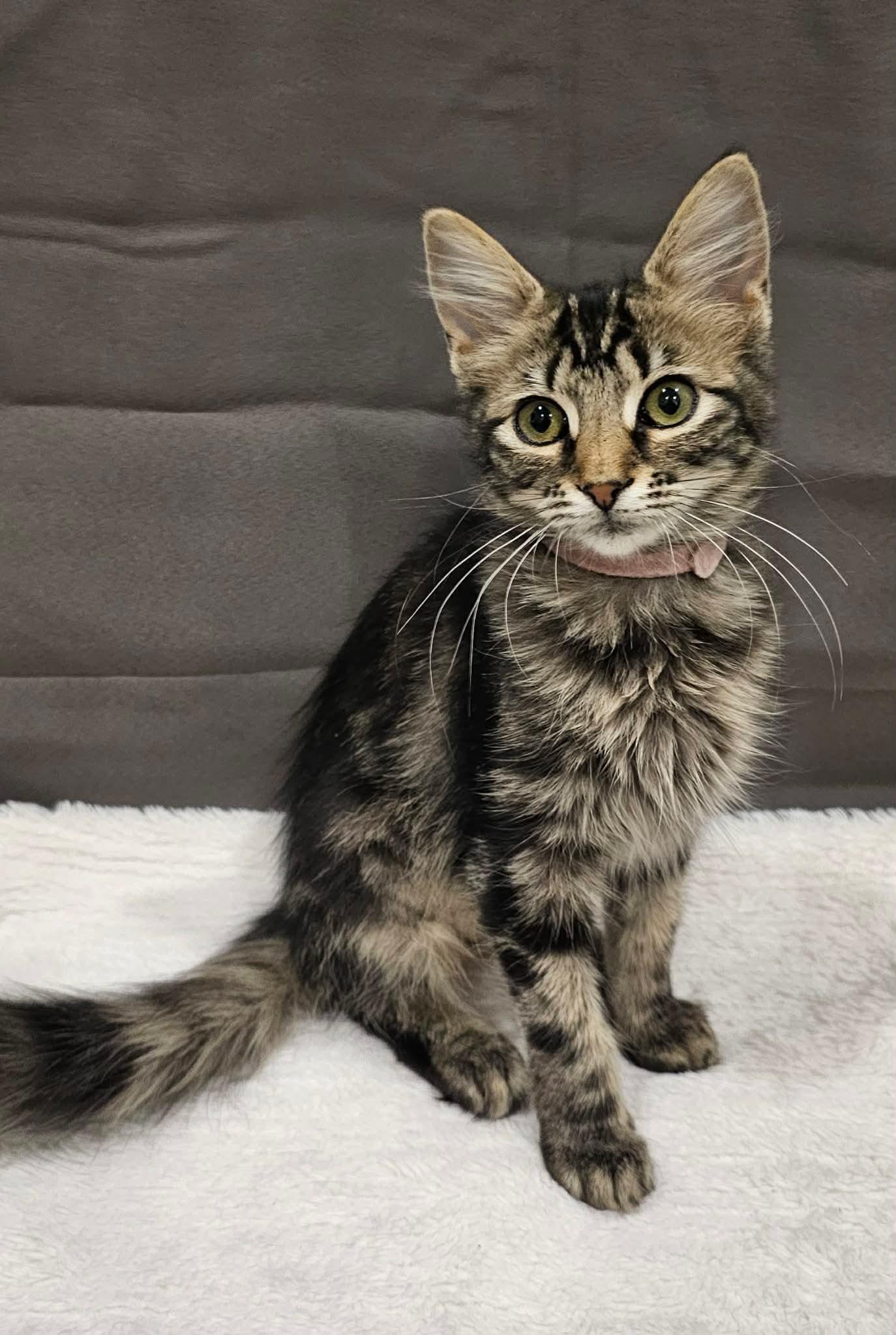 Bugs (Nicole-fostered in TN), a Adoptable mixed breed in Brooklyn, CT image 1/5