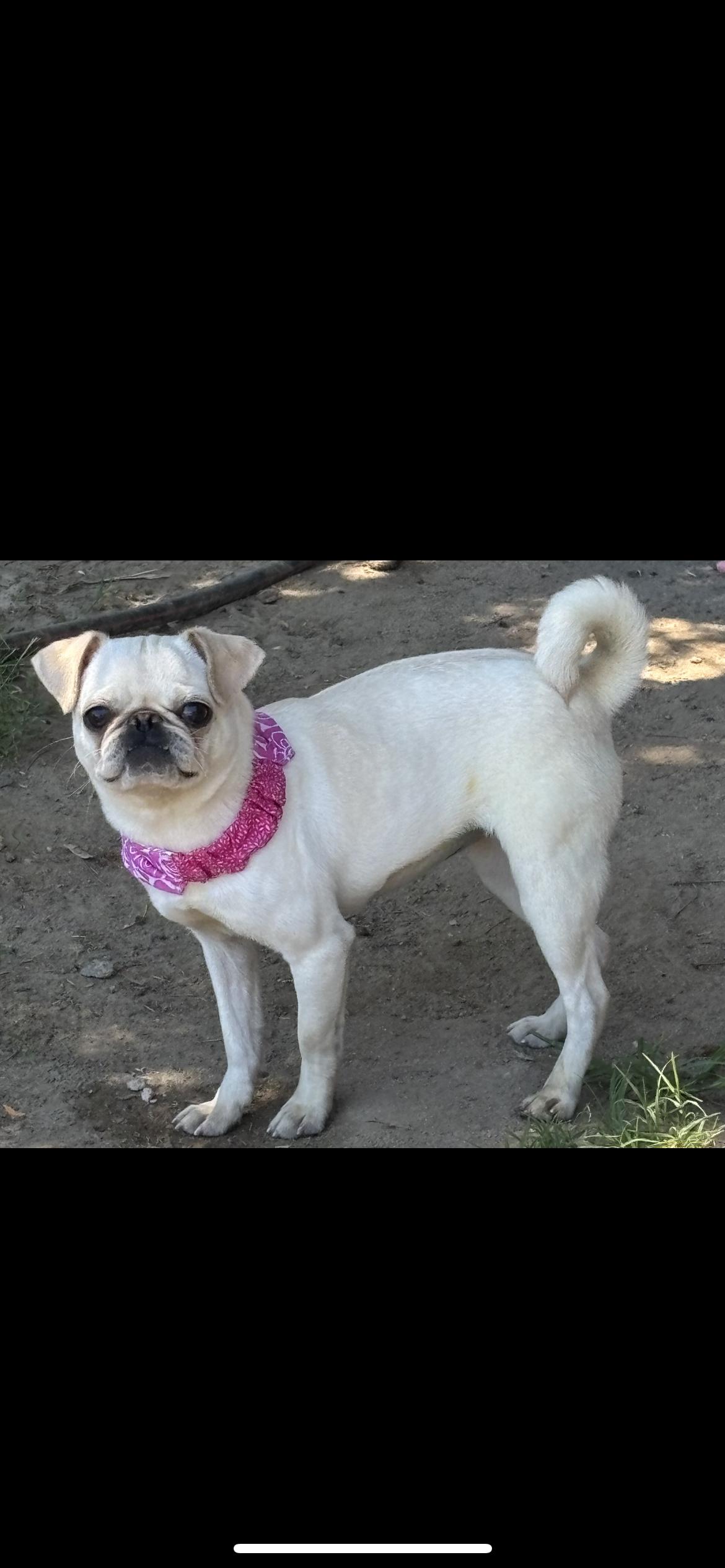 Pibble, a ADOPTABLE Pug in Hamden, CT image 2/6