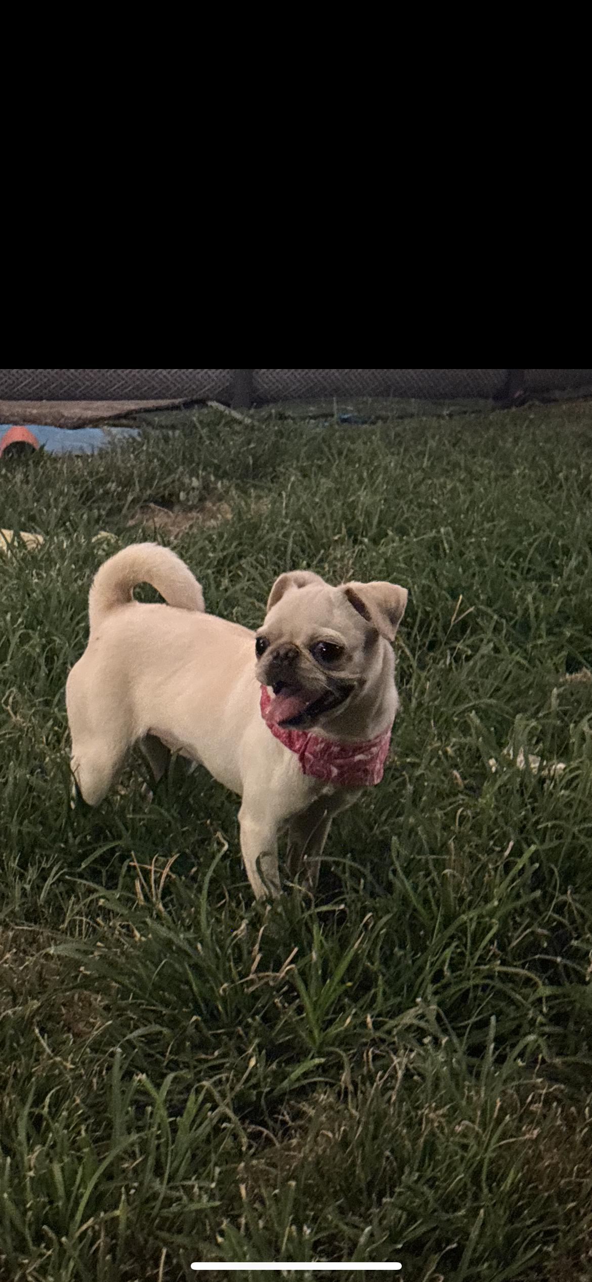 Pibble, a ADOPTABLE Pug in Hamden, CT image 6/6