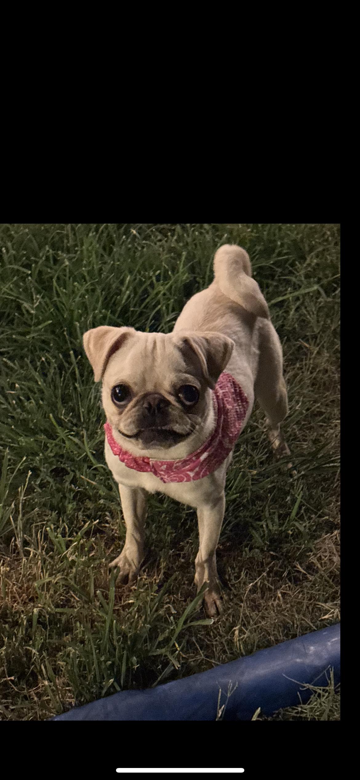 Pibble, a ADOPTABLE Pug in Hamden, CT image 5/6